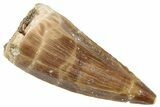 Fossil Mosasaur (Prognathodon) Tooth - Morocco #286300-1